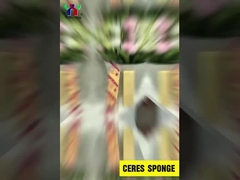 시레스 비스코비타 스폰지